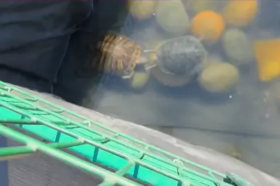 #الشعب_الصيني_ماله_حل😂😂 #سلاحف #😅 #😂 #الشعب_الصيني_ماله_حل 