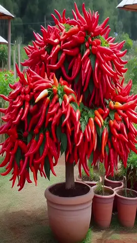 Red Chili Peppers Are Easy To Grow At Home #fruit #fyp #grafting #viral #garden 