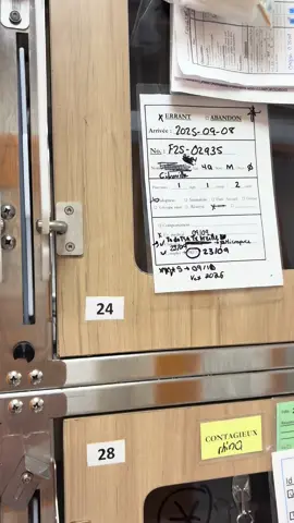 On peut enfin sortir nos décorations d’Halloween! 🎃 #halloween #orangecat #citrouille