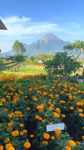 AESTHETIC Garden Cafe at Trawas.  📍Escalla Flora ketapanrame , Trawas, Mojokerto  #cafetrawas #kulinertrawas #cafemojokerto #infomojokerto #fyp 