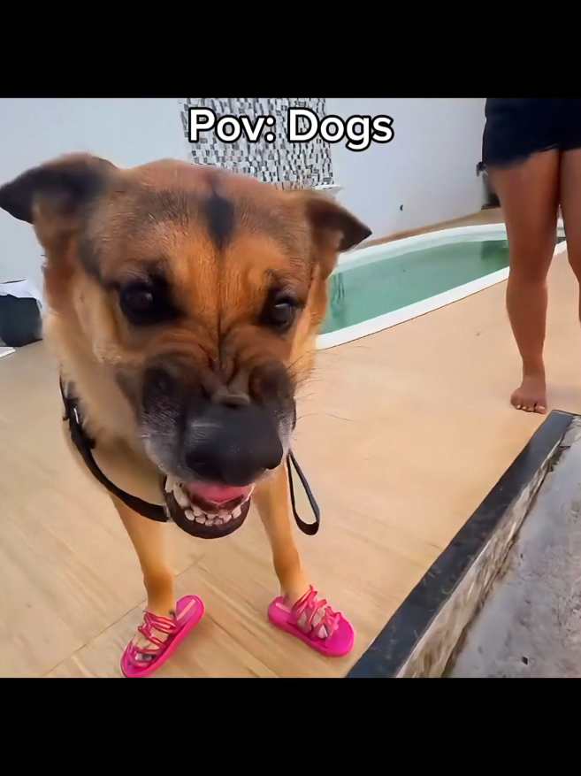 Pov: Dogs #engracado #meme #viral 