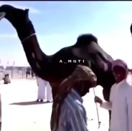 اارشييف_🔥#الظفره🇦🇪 #فرديات_المجاهيم #فرديات_مزاين_الابل🔥 #اكسبلورexplore #viral 