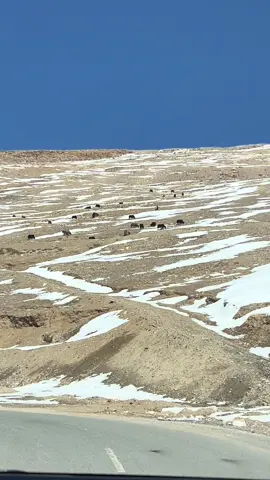 A strong body and mind prepare a woman for every opportunity. #lehladakh #fyp #lehladakhtrip 