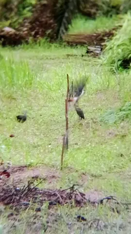 #นกกวัก #นกกวักลูกผสม #นกกวักเก่งๆนครปฐม 