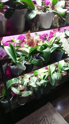 Моя трудяжка 🥰🌼Дам їй трохи відпочити від літнього  цвітіння,і відновити сили для нового цвітіння 🌼#мояколекціярослин #орхідеївдома #квіти #flavers 