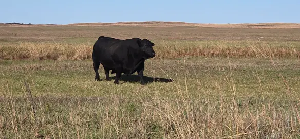 #fyp #cattle #nebraska #angus #america 