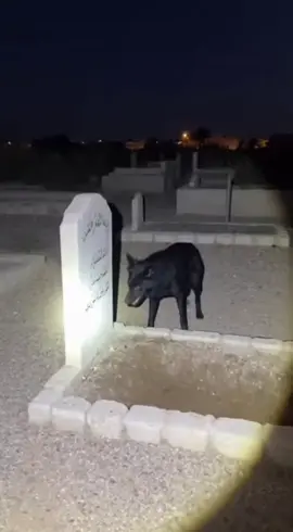 الكلب سامع شئ من القبر  #viral #foryou #explor 