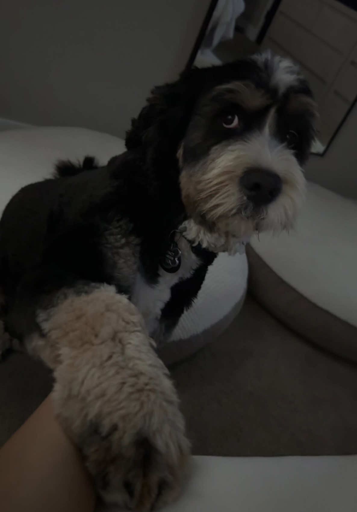 The best way to wake up 🥺❤️ #fyp #foryoupage #dog #doodle #dogtok 