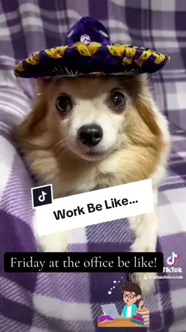 #office #friday #tgif #chihuahua #fyp 