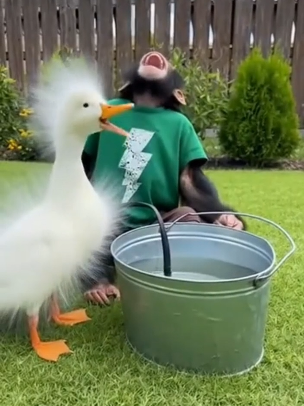troll duck gets trolled by monkey ! #funnyduck #funnymonkey #pourtoi #viral #trendyyy 