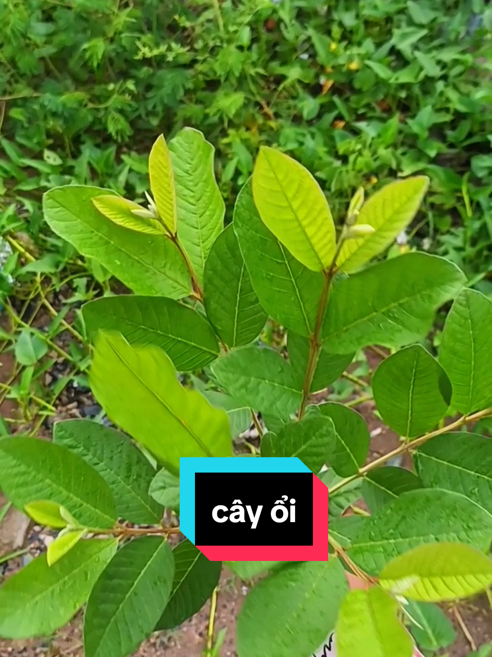 1 số công dung của lá ổi chị e mình lưu lại khi có cần#thuocnamsuckhoe #songkhoe #cayoi #HongHanh 