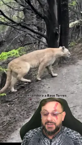 Um Puma passa na trilha em meio aos turistas #biologohenrique #animais #bichoesperto #biologo #onça
