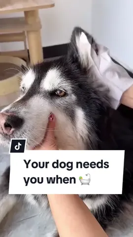 Get this InstantBath to keep them clean 🐶✨