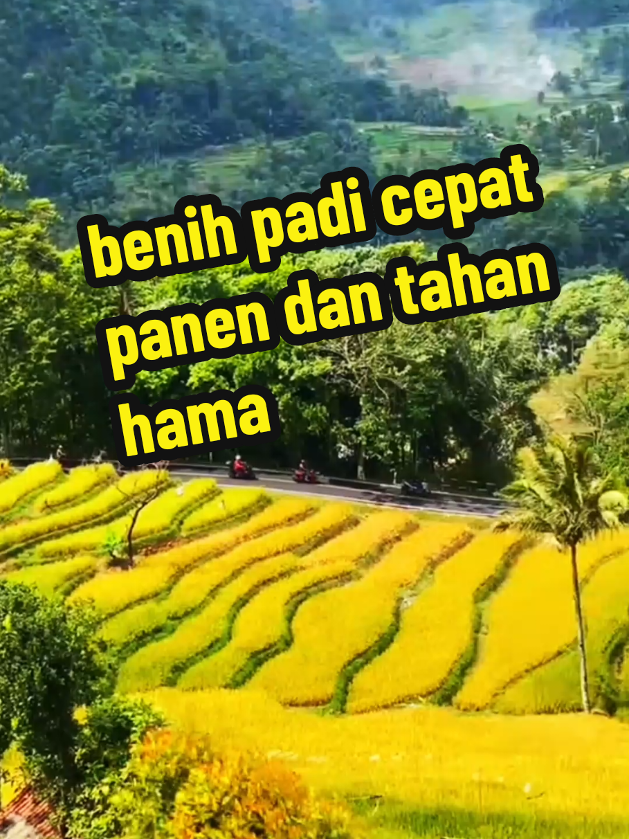Benih padi Thailand Jumbo, padi jumbo unggul, bibit padi unggulan, benih padi super, padi tahan hama, hasil panen melimpah, benih padi cepat panen, padi favorit petani, padi kualitas premium, padi jumbo THAILAND  #BenihPadiThailandJumbo #PadiUnggul #BibitPadiSuper #PadiTahanHama #PanenMelimpah 