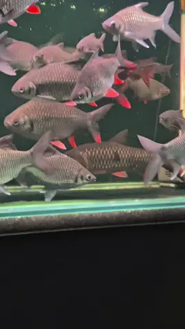 Waktunya WC.#wadertankindonesia #ikanwader #mancingwader #CapCut #fyp 