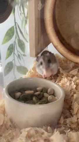 Ruth is hungryyy #dwarfhamster 