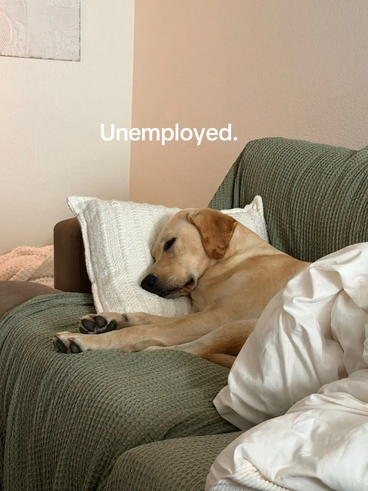 The last slide actually breaks my heart 😂😭 why does she looks so sad #foryou #lab #dog #puppy #fyp 