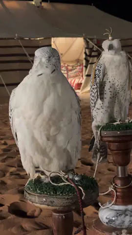 #اكسبلور #fyp 