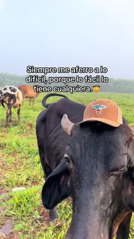 #parati#ganado##fyp#viral 