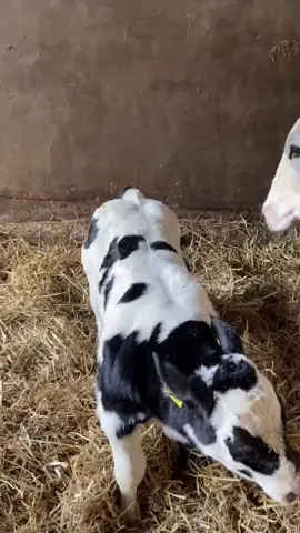 ¡Impresionante! 🤯 Este ternero Azul Belga acaba de nacer y ya nos muestra la 
