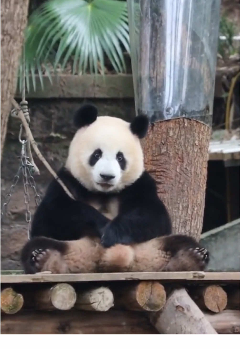 5 nở ngồi nghịch cành cây ghéc ghê #mangtieungu #mangxanxan #gautrucdethuong #熊猫 #pandababy 