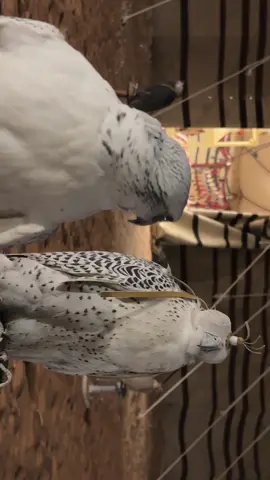 #اكسبلور #fyp 