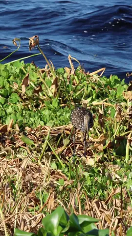 Surfing and Lakeside dining. Fresh. Self serve. 👌🏽 Limpkin are so cool to watch. #birdphotography #limpkin #wading #naturephotography #floridalife 