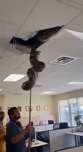 Snake Chaos in Office!
