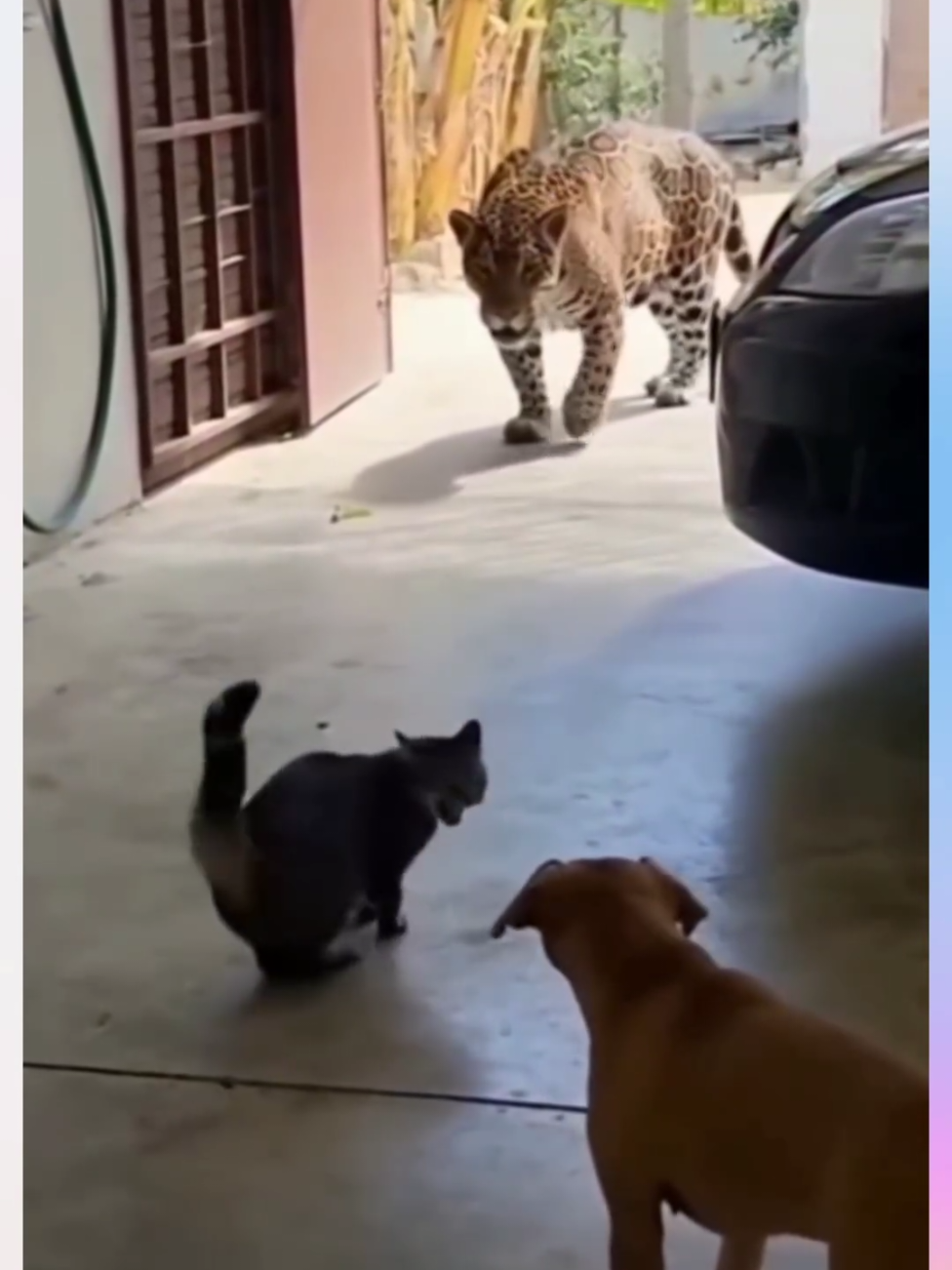 நீ போடா நா பாத்துக்குறேன்..😸🐕😆  #tamilcat #tamilmuser #catmeme #funnyvoiceovers  #funnymemes 