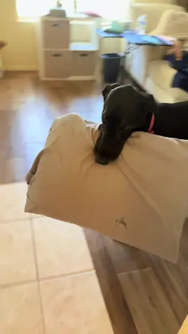 Pillow parade!! #greatdane #loveher #adorable #parade 