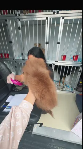#glamourempirekennel #viral #fyp #pomeranian #pomeranianpuppy @Darius Becar Pomeranian 