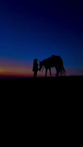 #خيل #خيل_وخياله🐎 #saudiarabia #horse 