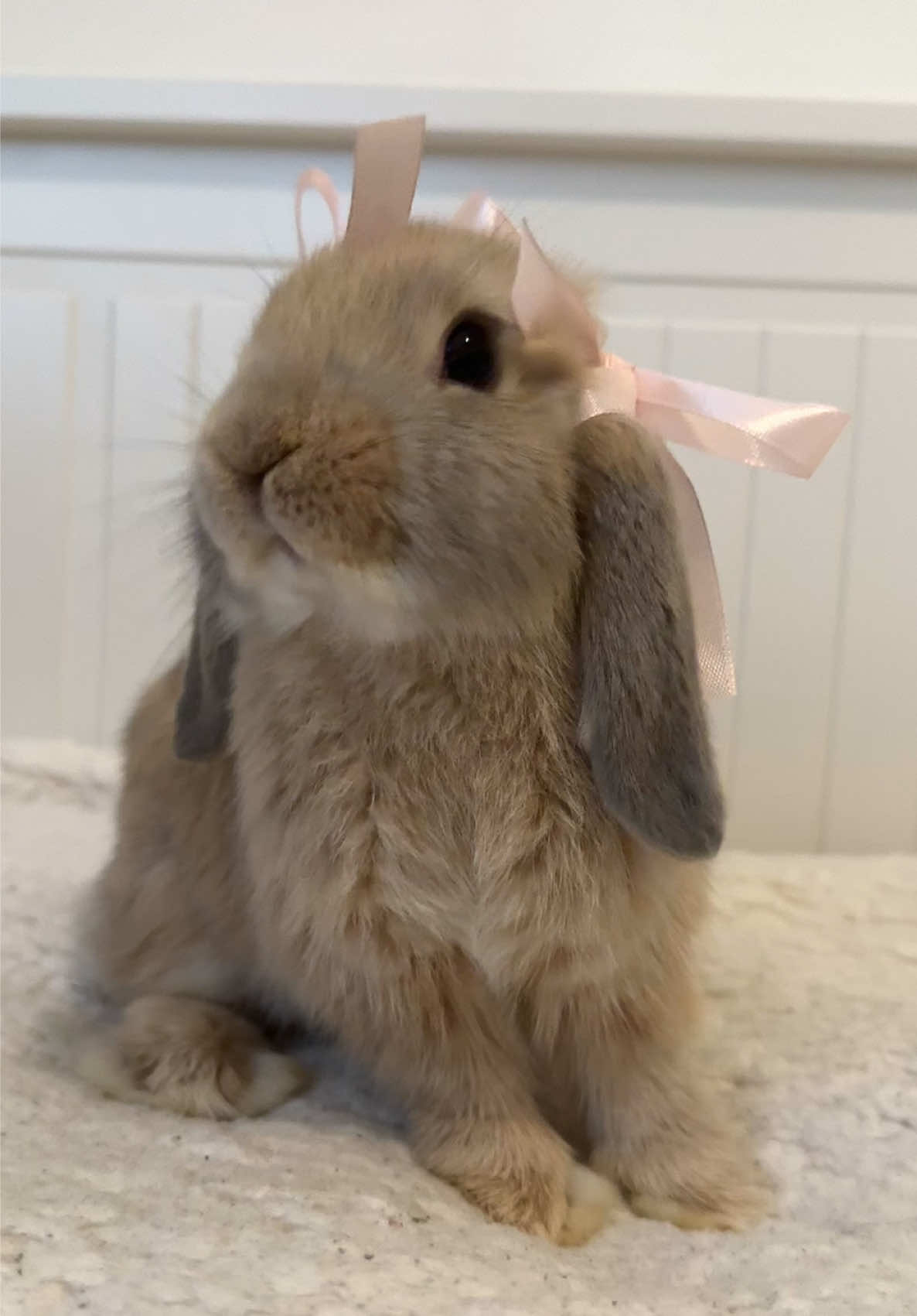 little baby 🎀 #bunnygirl #hollandlopbunny #bunny #minilop #rabbits 