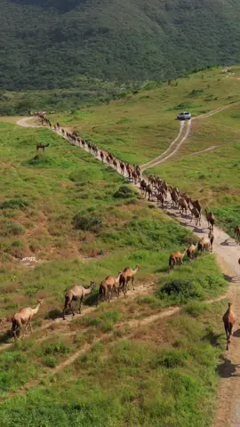 #ظفار_صلاله_سلطنة_عمان #اكسبلور_تيك_توك #المملكه_العربيه_السعوديه🇸🇦 #الامارات_العربية_المتحده🇦🇪 #الكويت🇰🇼 