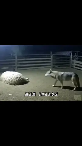 #fyp #comedy #mam_thanos #خاڵە_تانۆس #foryoupagee @TikTok