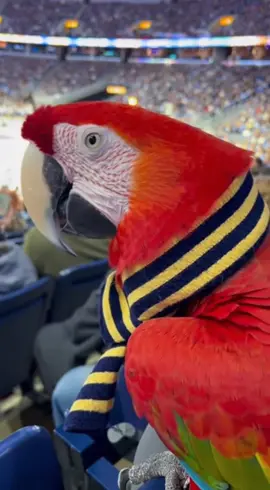 This Parrot Took Basketball WAY Too Seriously 😂🐦🏀 #FunnyAnimals #BasketballFans #ViralParrot #NBAComedy #AmericanHumor