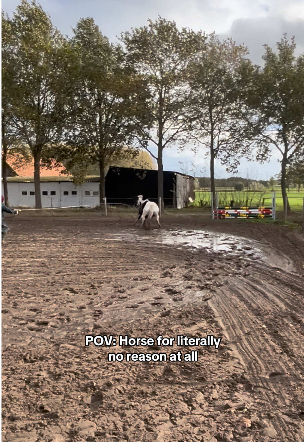 The way he spooked and then tripped because the plants moved too much 😭 #equestriansoftiktok #equestriancore #horsesoftiktok #horsesontiktok #equestrianlife 