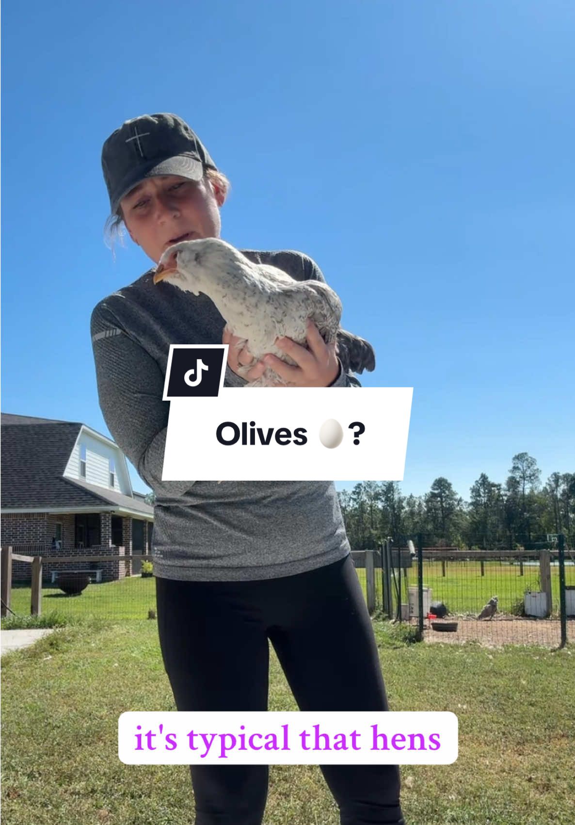 When will Olive lay eggs? #olivethechicken #eggs #faq #backyardchickens #smallfarmlife 