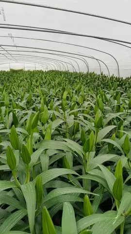 Lily farms in Yunnan, China have made it possible to harvest lilies.Are there any lilies you like here? #FlowerWholesale #FloristSupplier #BulkFlowers #WeddingFlowers #FlowerFarm  