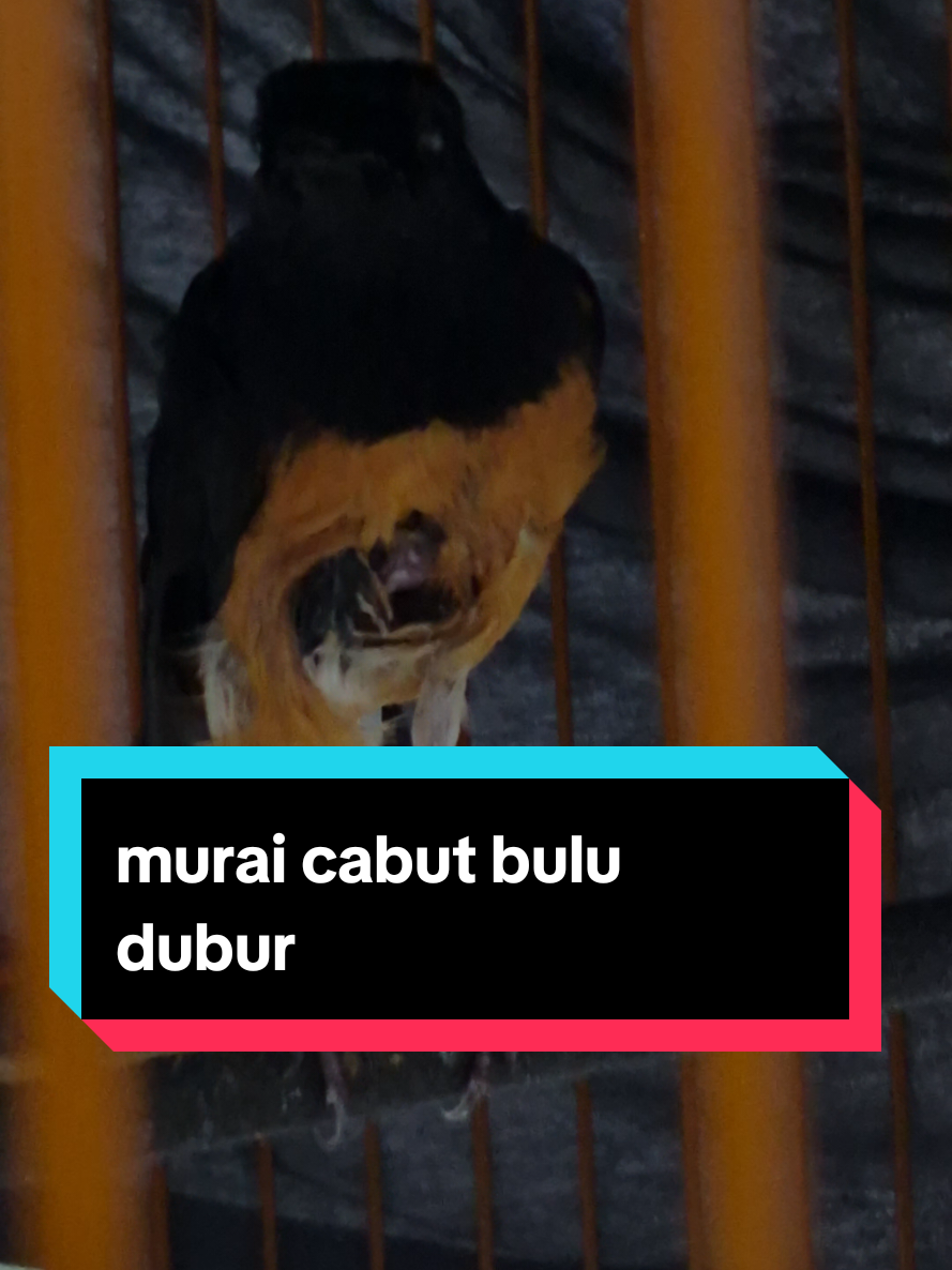 ya allah bantulah Mas bel untuk menyembuhkan murai HEBAT ini, ( Cabut Bulu Dubur ) / Ciak dubur, pokok e Sabar, #kicaumania #fypdongggggggg #muraibatuindonesia #muraibatumania #fouryou 