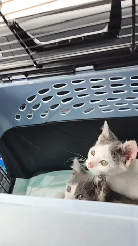 Look at these guys 👀 #feral #cats #catsoftiktok #fyp 