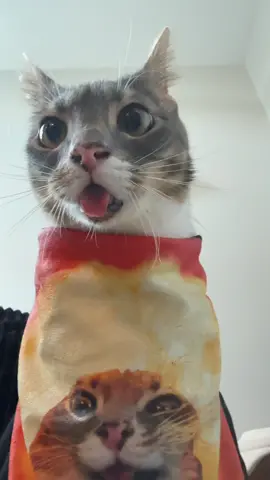 Rigbycat is announcing a weekend merch flashsale, go check it out! #fyp #catcontent #catsoftiktok #rigbycat #sillycat 