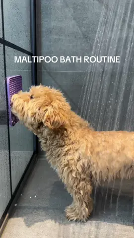Maltipoo Baderoutine 🫶🏼💗 #maltipoosoftiktok #ellipoo #fyp #routine #dogtok 