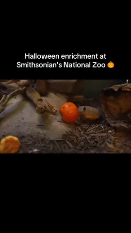 The animals at Smithsonian’s National Zoo are BIG fans of pumpkin season. 🎃 🎥: Smithsonian’s National Zoo