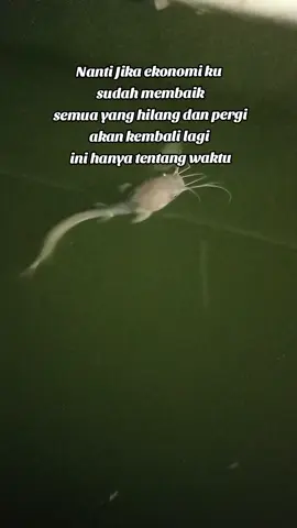 tidak apa saat ini begini nita kelak waktunya akan kembali seperti sediakala.. #kolamterpal #pembesaranlele #pemulabudidayalele #lelesistemkocor #budidayaleleterpal 