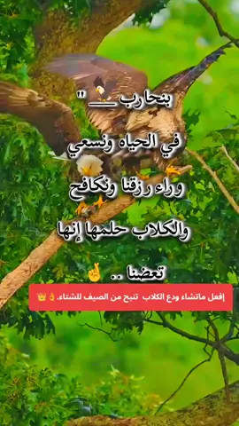 إفعل ماتشاء ودع الكلاب تنبح من الصيف للشتاء #كلمات_قوية_شامخه #🦅صمت_الرجوله🦅 #صقر #explore 
