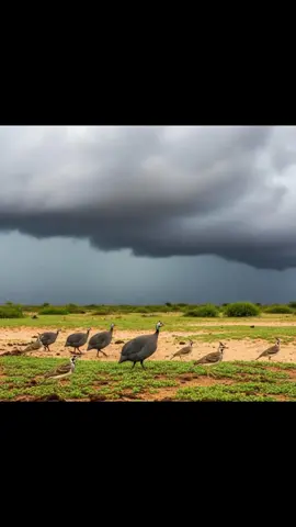#dhulbarakeysan❤🥰🥰🥰 #somalitiktok @shakuur_04 @Z A A K I B 🔥 🇸🇴 ☑️ 