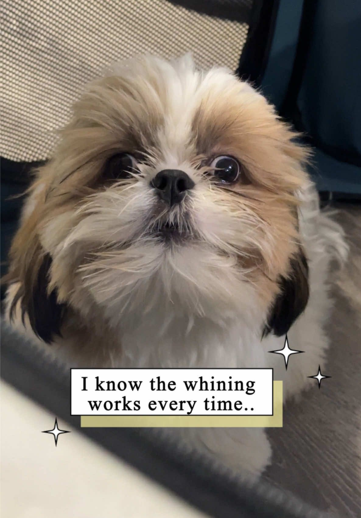 I just give one little whine… works every time 😏🐾 #dogwhining #cutedog #shihtzu #shihtzusoftiktok #puppy 