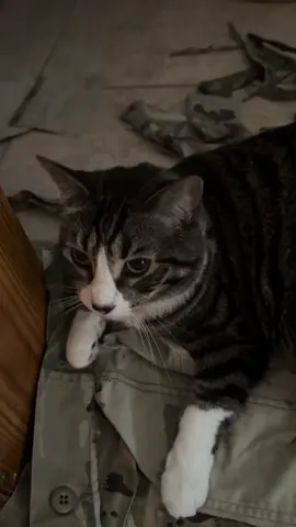 So is that a yes? #halloween #spookyseason #witch #spooky #happyhalloween 