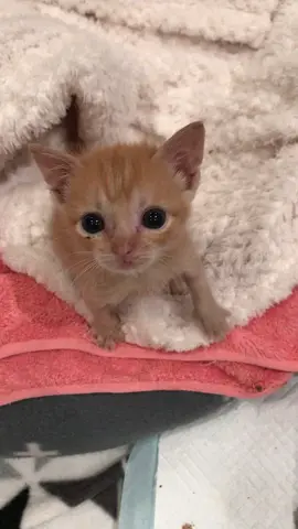Cuteness alert 🧡 #kitten #cutekitten #meow #cats